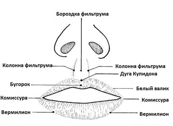 Нормальная анатомия губ